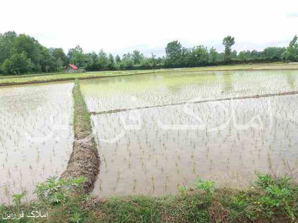 فروش زمین برنجکاری در اطراف کوچصفهان
