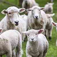 خرید گوسفند زنده برای مراسمات و روزهای خاص