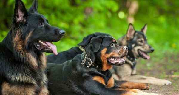 فروش انواع سگ نگهبان در نژادهای داخلی و وارداتی