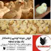 فروش جوجه یک روزه مرغ