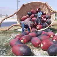 تولید انواع مجسمه و المانهای فایبر گلاس زرین کار صفاهان