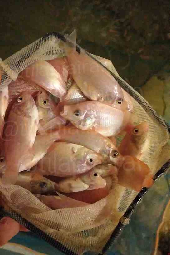 بچه ماهی تیلاپیا 