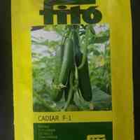 فروش بذر خیار گلخانه ای