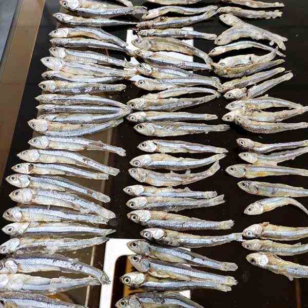 تهیه و فروش ماهی ساردین و متوتا منجمد تازه و آفتاب خشک 