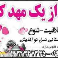 مهدکودک و پیش دبستانی نسل نواندیش