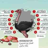 گوشت شتر مرغ کاملا اور گانیک