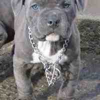 سگ پیت بول امریکایی دارای اموزش حرفه ای