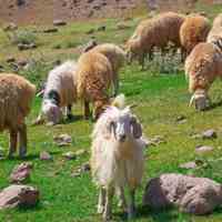 گوسفند زنده عقیل