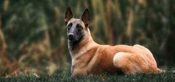 سگ مالینویز خاص اصیل و بانژاد بهترین کیفیت  