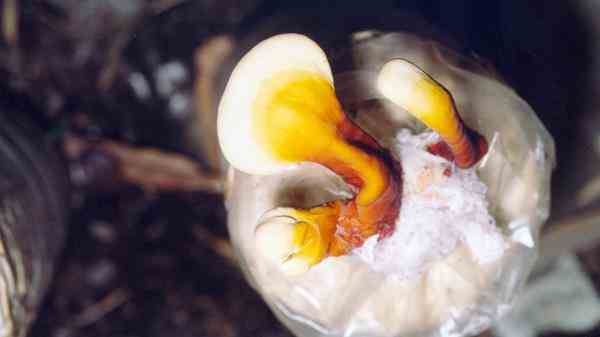 قارچ طبیعی گانودرما پسوریازیس