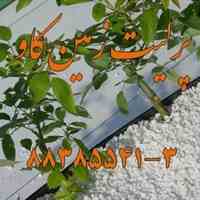 حفظ ریشه با بستر پرلیت Perlite