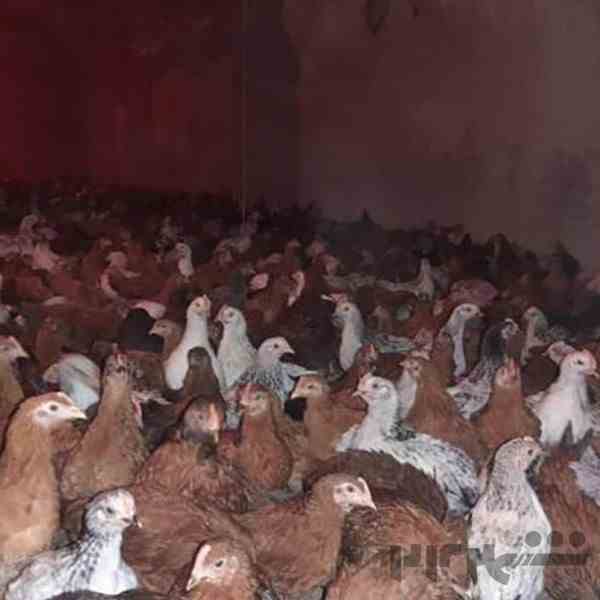 فروش مرغ بومی تخم گذار گلپایگانی و جهادی