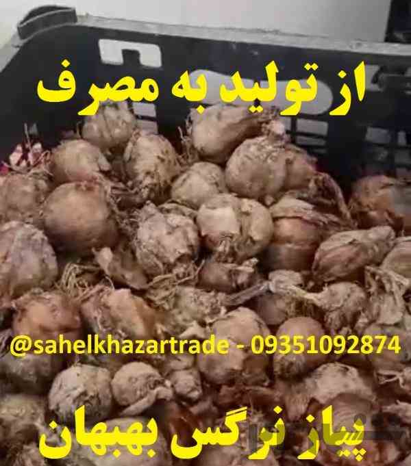 فروش بیواسطه پیاز گل نرگس شهلا بسیار معطر (بهبهان)