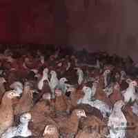 فروش مرغ بومی تخم گذار گلپایگانی و جهادی