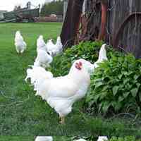 فروش نیمچه مرغ تخمگذار اصلاح شده - طیور