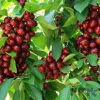 نهال گیلاس خوشه ای