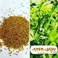 فروش انواع بذر یونجه بوجاری شده