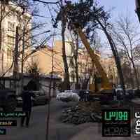 جابجایی درخت در تهران