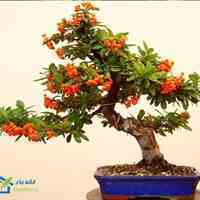 فروشگاه بذر بونسای و گل های زینتی