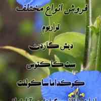 گلکده کاملینا