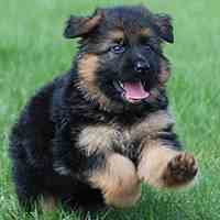 توله سگ ژرمن موکلاسیک کلاس آ