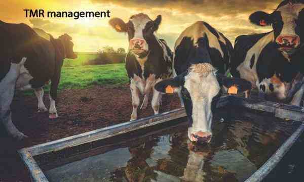 سیستم مدیریت و کنترل تغذیه دام TMR برای افزایش تولید شیر گاو