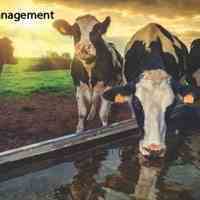 سیستم مدیریت و کنترل تغذیه دام TMR برای افزایش تولید شیر گاو