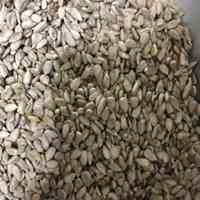 مغز افتابگردان و روغن آفتابگردان
