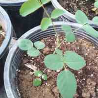 فروش نهال گل محمدی