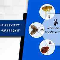 سمپاشی بهار سرسبز