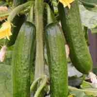 بذر خیار فضای باز پیروز - شرکت حاتم گلخانه ای
