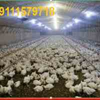  فروش مرغداری .دامداری . 