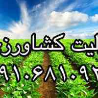 فروش پرلیت