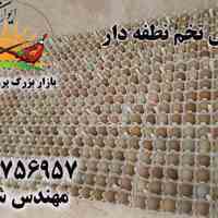 فروش تخم نطفه دار قرقاول