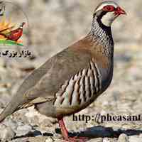 فروش عمده گوشت کبک