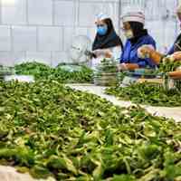 اعطای نمایندگی فروش سبزی بسته بندی