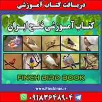 فرصت شغلی در حوزه پرندگان زینتی 