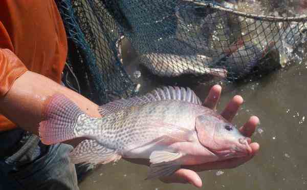 مولد و بچه ماهی تیلاپیا