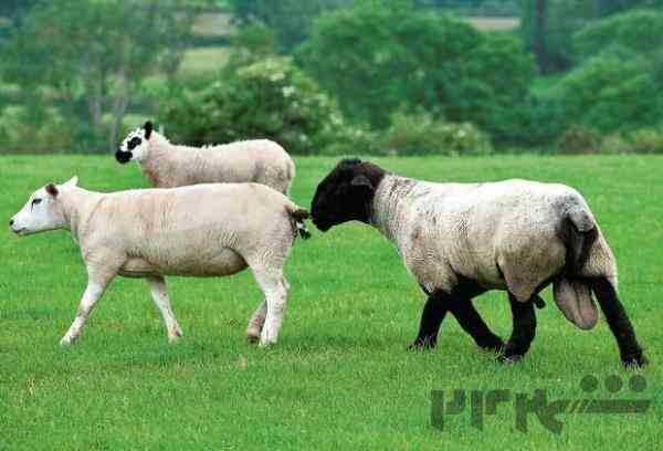 گروه لایو شیپ فروش گوسفند زنده