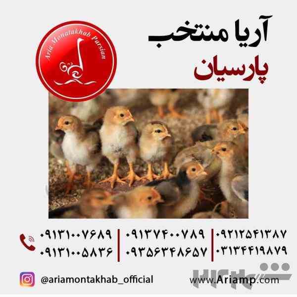 فروش مرغ تخمگذار در تمامی نژادها