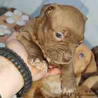 توله پیت بولهای حرفه ای از مادر وارداتی