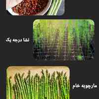 فروش روزانه مارچوبه خام
