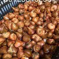 فروش پیاز گل نرگس