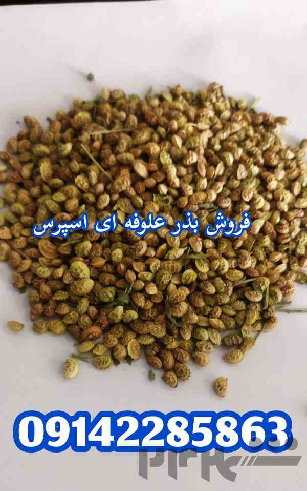 فروش بذر علوفه ای اسپرس (خشه یونجه)