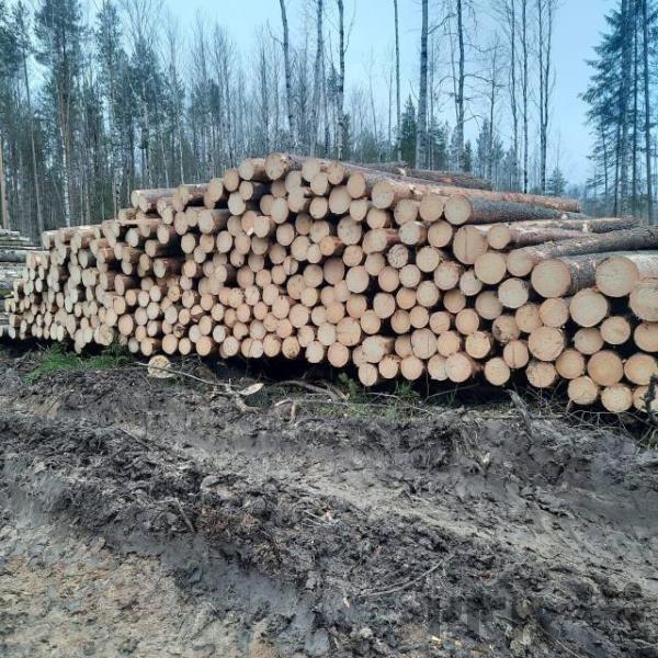 پیشنهاد همکاری در زمینه تجارت چوب دارم