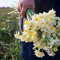خرید عمده گل نرگس شهلا و گل نرگس شصت پر بی واسطه