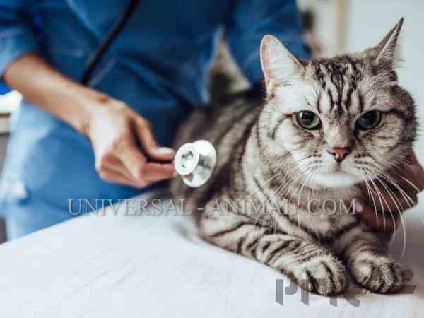 Veterinary Medicine Dubai