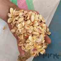 پوست پسته با هر تناژ درخواستی 