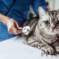 Veterinary Medicine Dubai