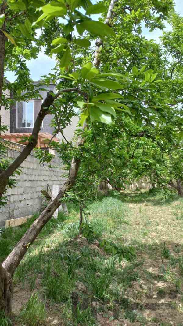 باغ میوه با شرایط عالی در منطقه ویلایی سهیلیه کرج